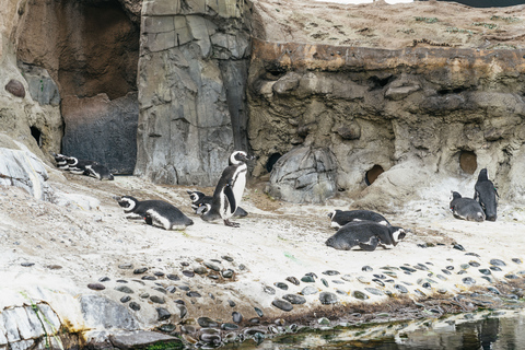 Los Angeles: Företrädesbiljett till Aquarium of the Pacific