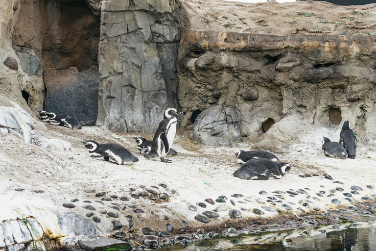 Los Angeles: Företrädesbiljett till Aquarium of the Pacific