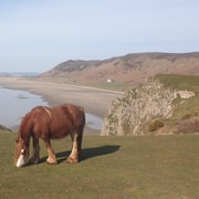 From Cardiff: Mumbles and Gower Peninsular Tour