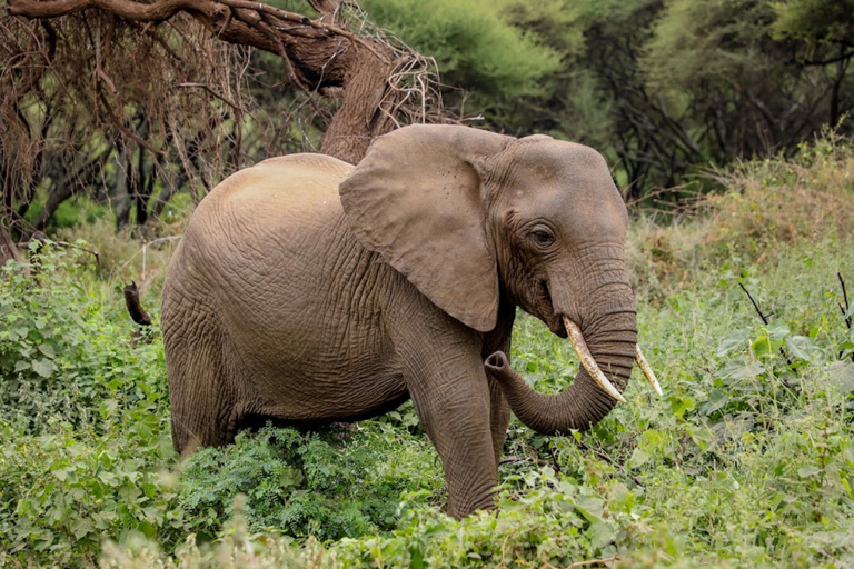Arusha: Tarangire Day Trip – Elephants & Wildlife Safari