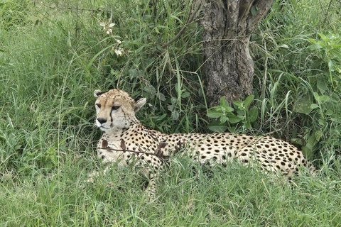 Nairobi: 4 Days epic trip to Amboseli, Tsavo West & East