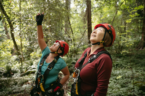 Vancouver Tree Climbing Tour: Canopy Expedition Adventure