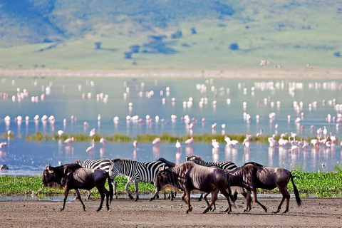 Tanzania: Safari de 2 días a Tarangire y el cráter del Ngorongoro