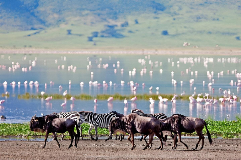 Tanzânia: Safári de 2 dias em Tarangire e na cratera de Ngorongoro