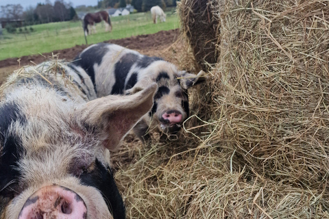 Stirling: Harmony Fields Animal Sanctuary Guided Tour