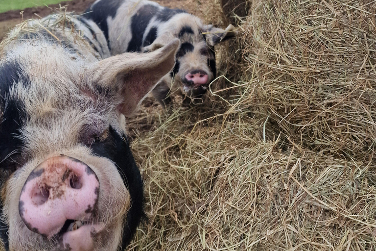 Stirling: Harmony Fields Animal Sanctuary Guided Tour