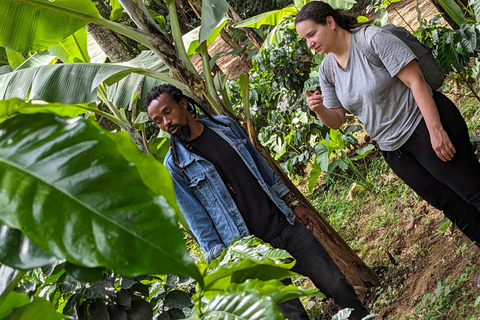 From Arusha: Coffee Farm and Mangalia Waterfalls Tour