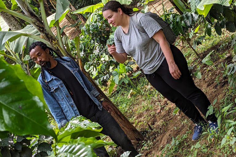 From Arusha: Coffee Farm and Mangalia Waterfalls Tour