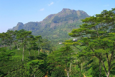 Kandy: Pidurutalagala Mountain Day Trip with Pickup