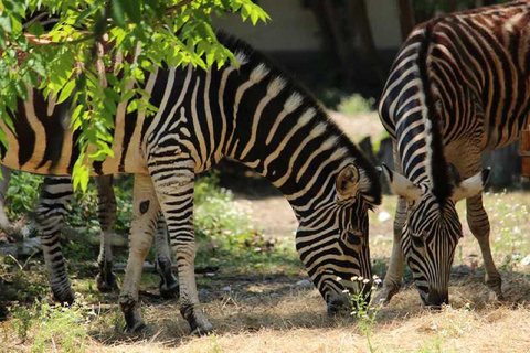 Sofia: Zoo Entry Ticket with Hotel Pickup and Lunch