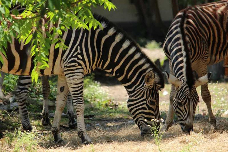 Sofia: Zoo Entry Ticket with Hotel Pickup and Lunch