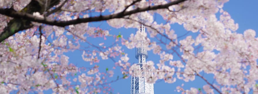 Visite privée de Tokyo en voiture avec prise en charge