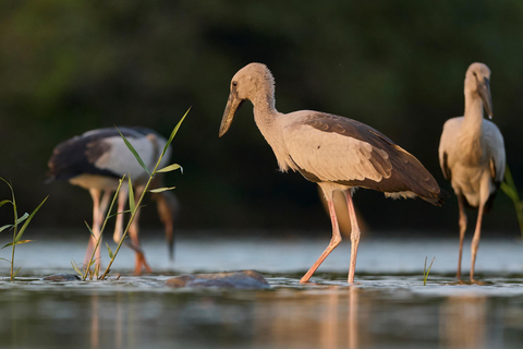 Von Hikkaduwa/ Galle/ Mirissa - Yala National Park Safari