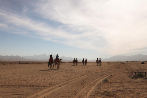 camel ride with sunset and star watchingpickup from hotels inside hurghada