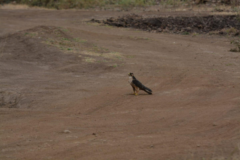 Półdniowa wycieczka Bird Watching Tour Park Narodowy Nairobi