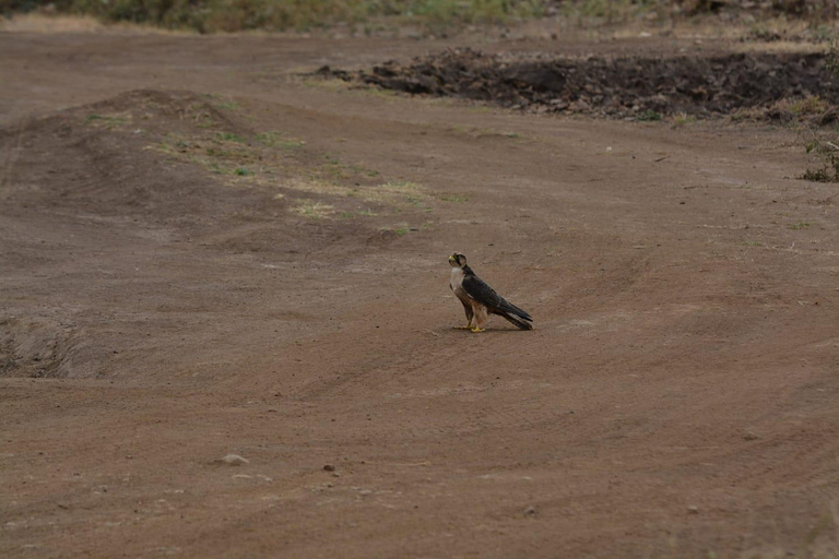 Halbtagestour zur Vogelbeobachtung im Nairobi-Nationalpark