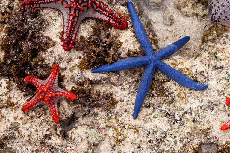 Lezione di cucina a Zanzibar, tour della Laguna Blu, cena The Rock