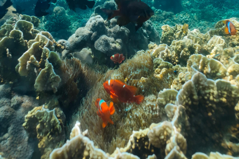 Lombok: 3 Gili Snorkeling Trip with Turtles, Statues & GoPro Starting from Lombok (Round trip Hotel transfer)