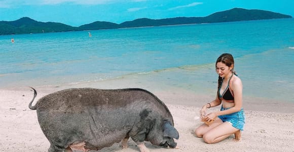 Koh Samui: Pig Island and Ko Tan Snorkeling Boat Tour