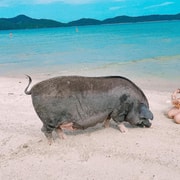 Koh Samui: Pig Island and Ko Tan Snorkeling Boat Tour Koh Samui: Pig Island and Ko Tan Snorkeling Boat Tour