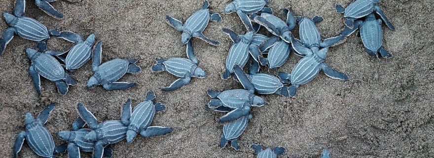 Banyuwangi : circuit de 2 jours à Sukamade et Green Bay