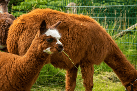 Bilet jednodniowy do zoo w Schwerinie