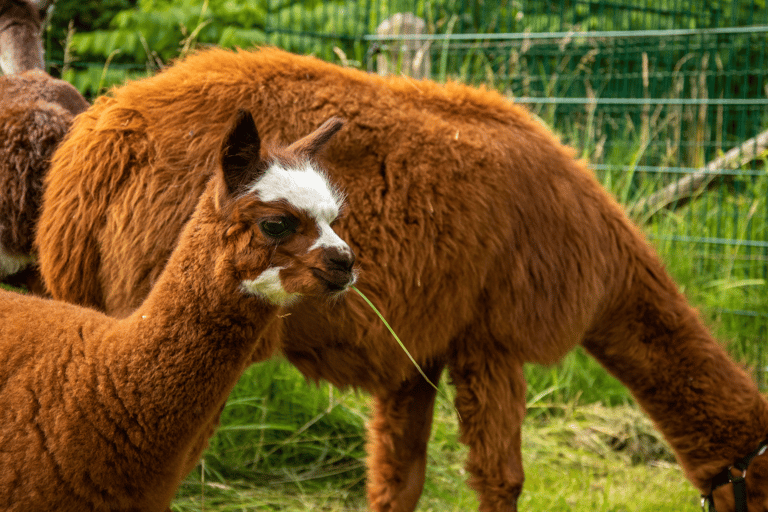 Bilet jednodniowy do zoo w Schwerinie