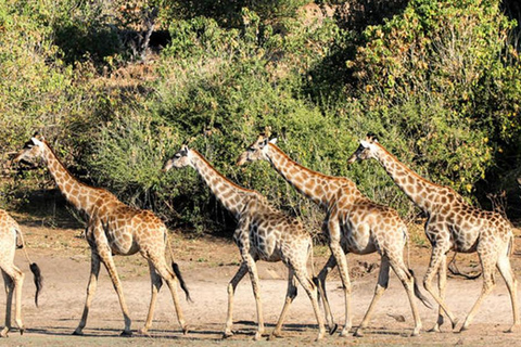Chobe Safari: Boat Cruise, Game Drive & Chef Lunch