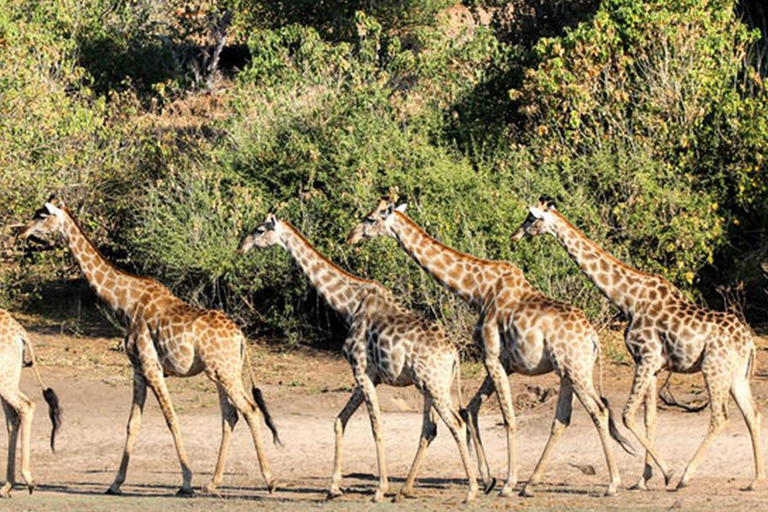Chobe Safari: Boat Cruise, Game Drive & Chef Lunch