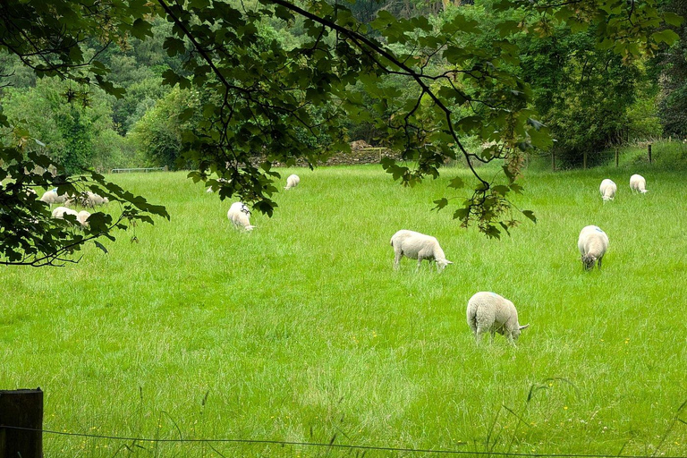 Dublin: Wild Wicklow Shore Tour- Glendalough & Guinness Lake