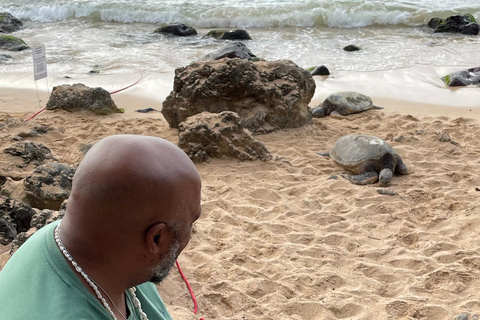 Oahu: Half-Day North Shore Scenic Tour