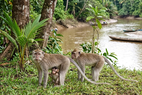 Kota Kinabalu Proboscis Monkey, Firefly & Eco Farm Day Tour