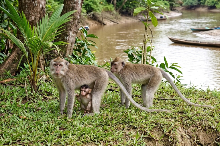 Kota Kinabalu Proboscis Monkey, Firefly & Eco Farm Day Tour