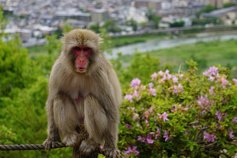 Kyoto : Visite à pied de la forêt de bambous d'Arashiyama et du parc des singesVisite à pied d'Arashiyama - Forêt de bambous, parc des singes et plus encore