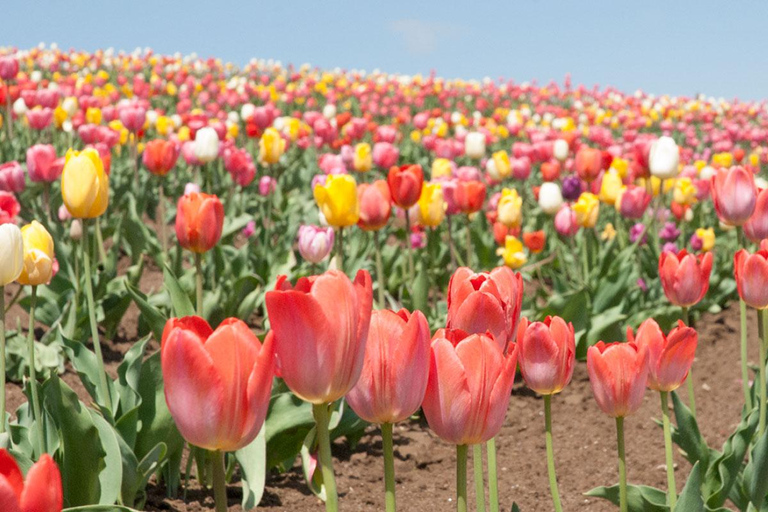 Sapporo Day Tour: Biei Blue Pond & Lavender Farm with Lunch 7:30 Pickup Point + Flower Sea Ticket (with Buffet + Melon)