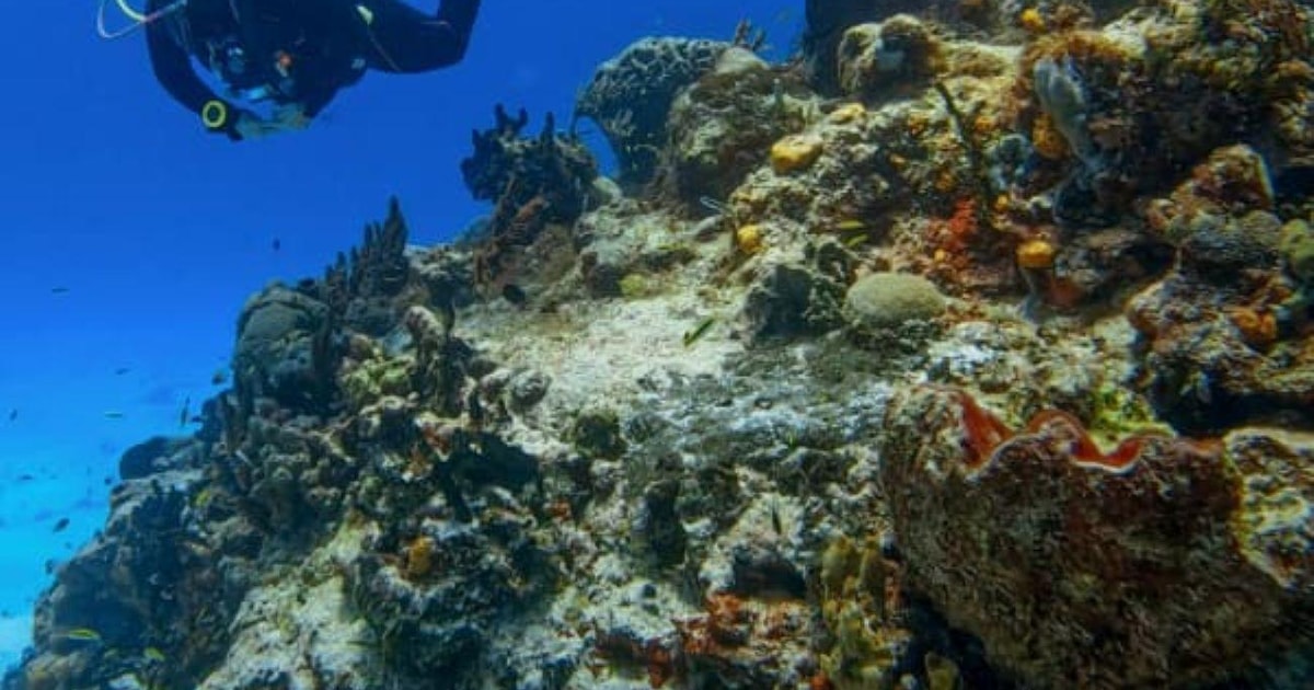 Cozumel: Discover Scuba Diving in Cozumel's Pristine Waters | GetYourGuide