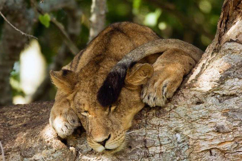 Au départ de Kampala : Safari de 3 jours dans le parc national Queen Elizabeth