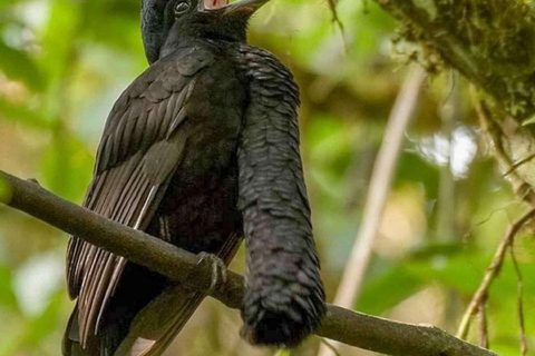 From Iquitos - Pacaya Samiria Reserve Excursion