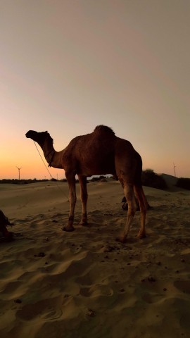 Visit Half Day Desert Safari with Camel ride & dinner in Jaisalmer