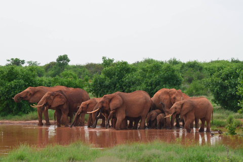 5-Day Amboseli & Tsavo East/West Safari with Salt Lick Stay