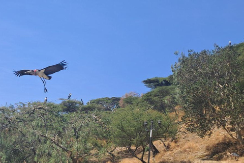 Addis Ababa: 6-Day Abijata Shalla NP & Bale Mountains Tour