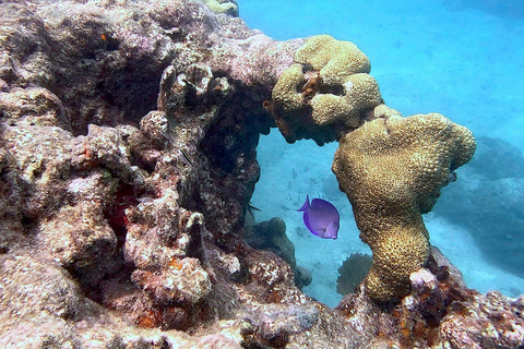 Six Fins Key West: prywatny czarter z nurkowaniem z kapitanem