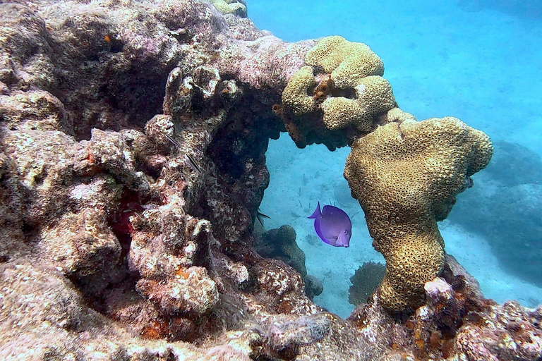 Six Fins Key West: prywatny czarter z nurkowaniem z kapitanem