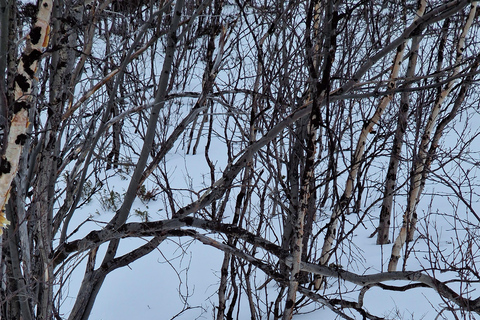 Kiruna: Escursione con le racchette da neve nel Parco Nazionale di Abisko con pranzo