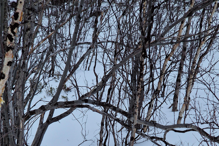 Kiruna: Escursione con le racchette da neve nel Parco Nazionale di Abisko con pranzo