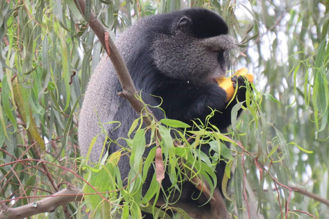 Parque Forestal de Kibale: 3 días de rastreo de chimpancés y lagos del cráter