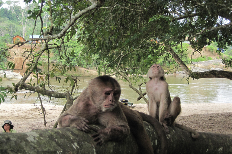 Excursión de 4 días por la selva Expedición Amazonia Todo Incluido