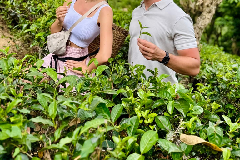 Nuwara Eliya Tea Plucking Tast Secret Falls on Hidden Paths Tea plucking | Tasting | Falls | Pool | Secret Off Road Path
