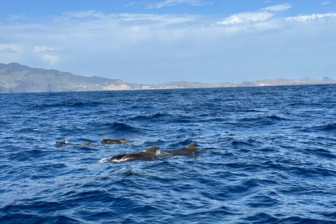 Funchal: Crociera in gommone per avvistare le balene e nuoto facoltativo con i delfiniEsclusivo: Viaggio privato