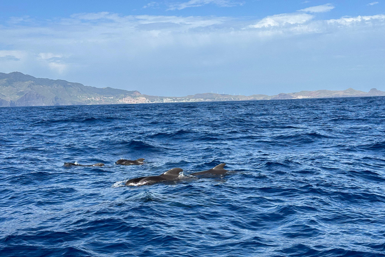 Funchal: Nado con delfines / Avistamiento de delfines y ballenas en semirrígidaDelfines y ballenas en lancha semirrígida